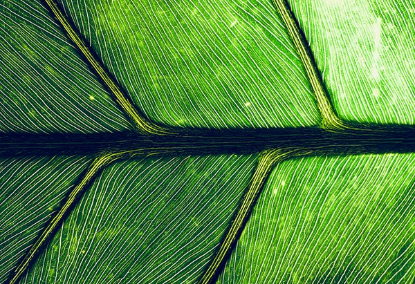 Macro lens theme