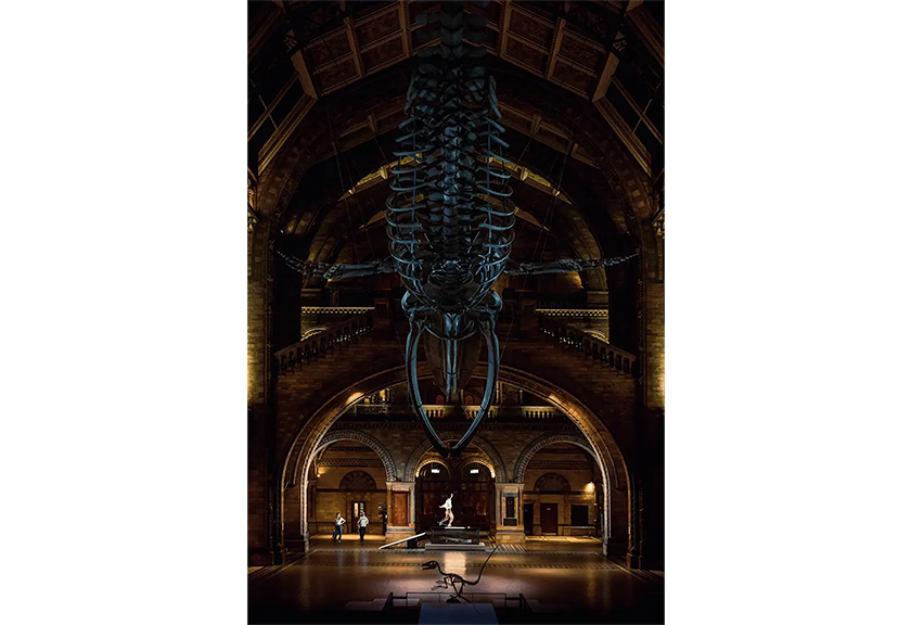 Dinosaur skeleton at the Natural History Museum in London taken by Lorenz Holder