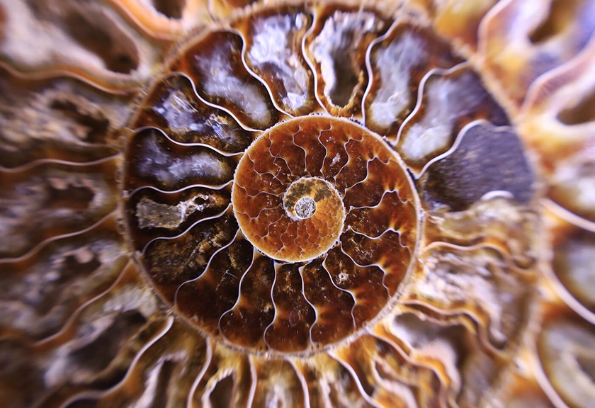 Macro image of shell taken with RF 24-105mm f/4-7.1 IS STM