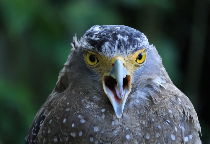 Image of a bird's face taken with the RF-S 55-210mm f/5-7.1 IS STM telephoto lens