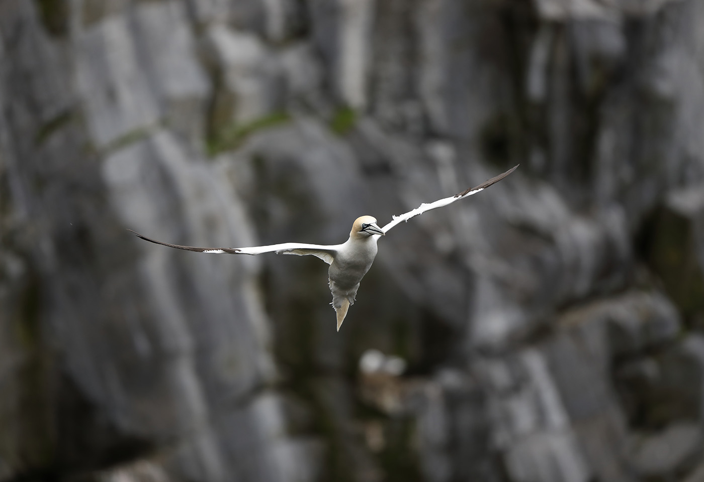 Bird in flight