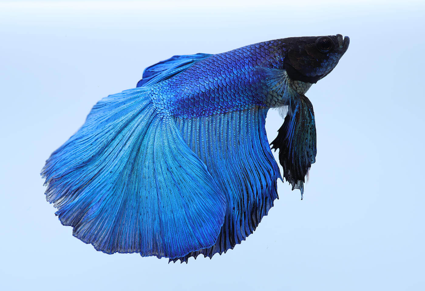 Image of blue fish taken with RF 35mm f/1.8 Macro IS STM
