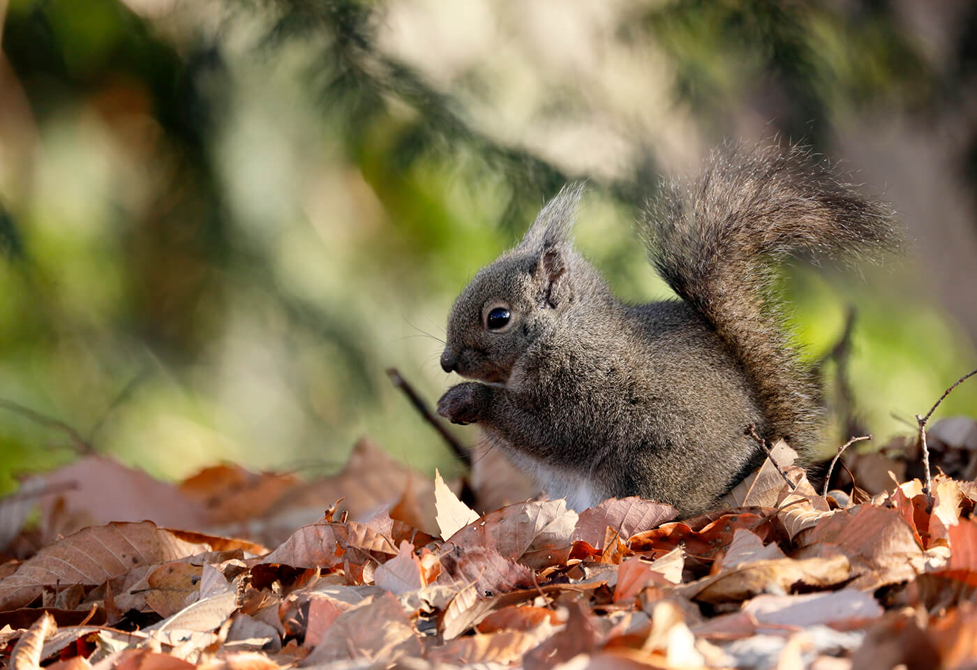 Fast response to movement with high-speed Auto Focus