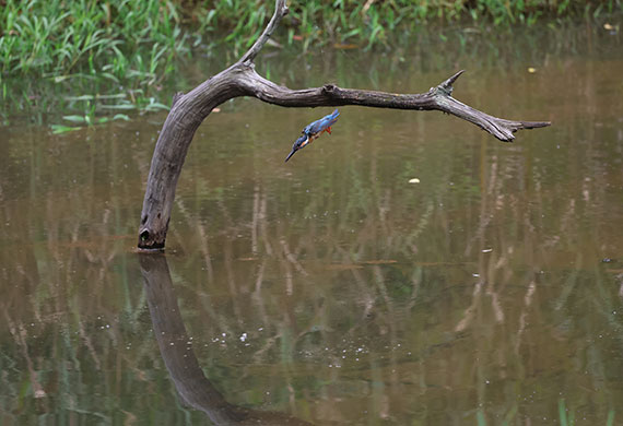 Image of a tree branch coming out of the water