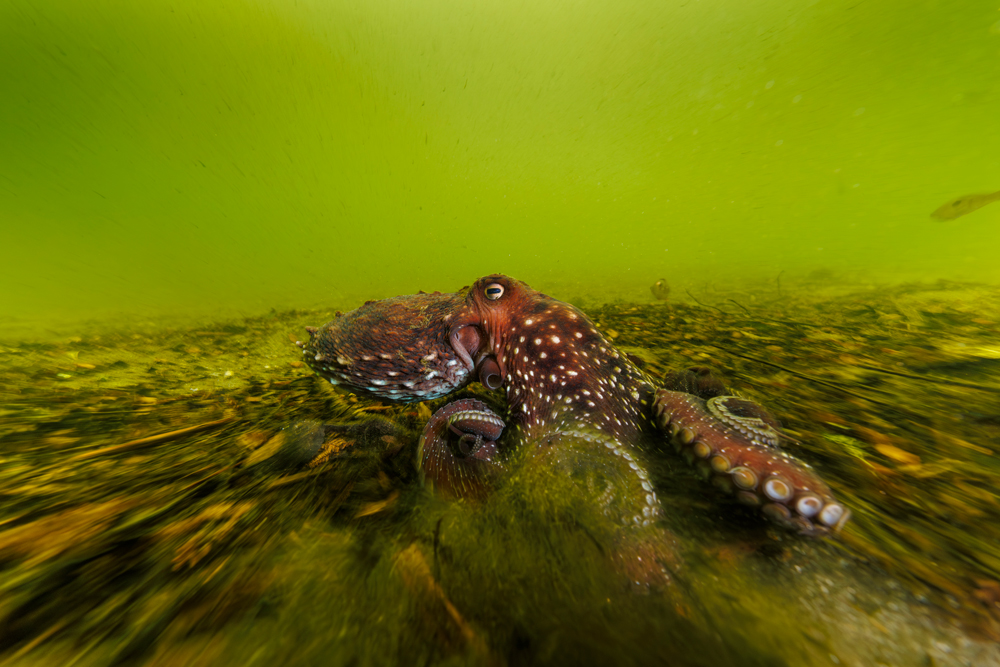 Underwater Wildlife Photography Tips Content Image 2