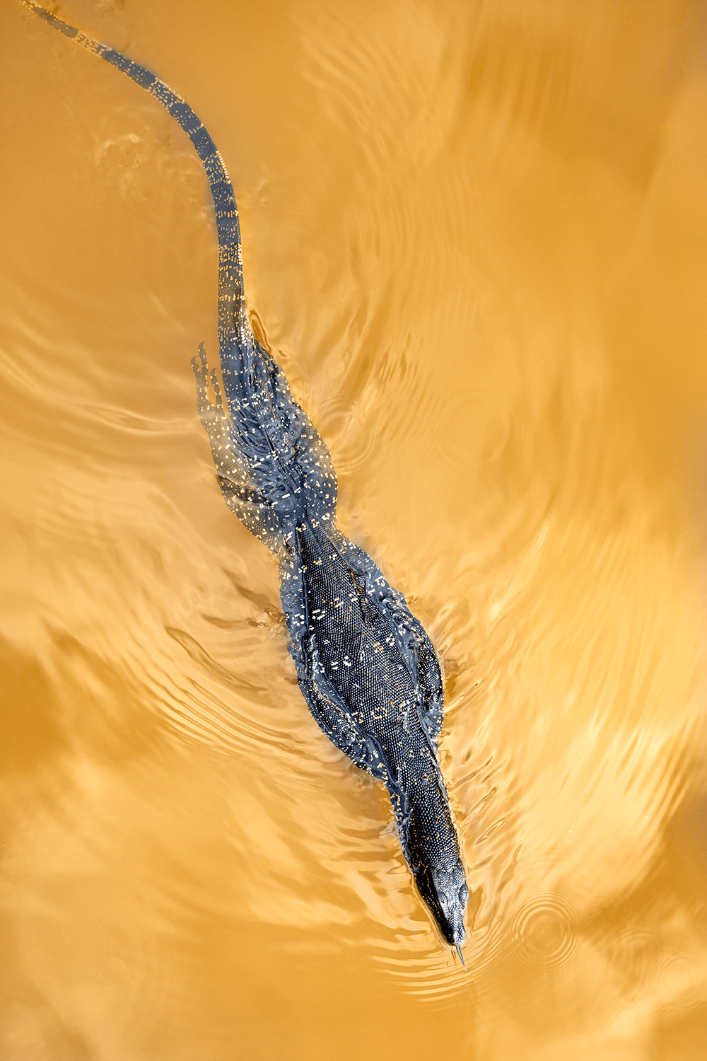 Image captured by Michael Haluwana.