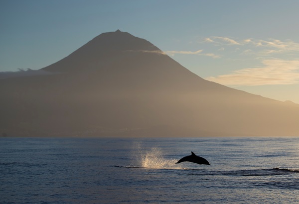 image of dolphins