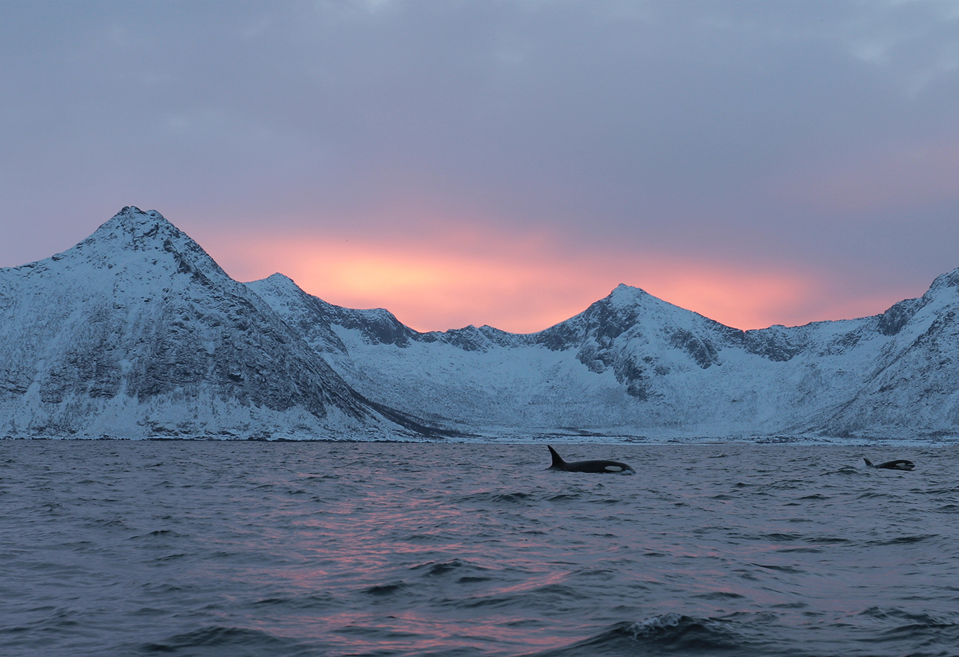 Whales in Norway